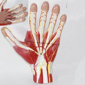 количество знаков 60 Мышцы руки с анотомией сосудистого нерва Модель суставов ладони с мышцами и веной