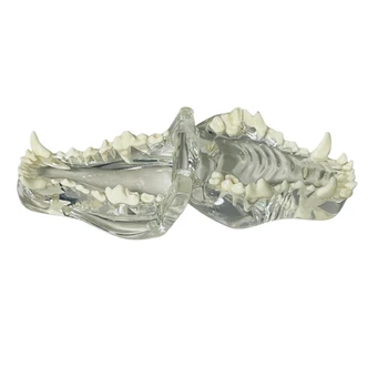 Прозрачные собачьи зубы Анатомическая модель челюсти животного из полости рта для ветеринарного учебного пособия
