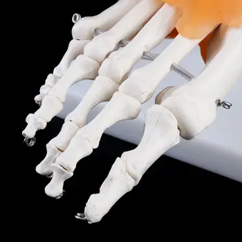 Челнок 1: 1 Человеческий скелет, модель человека, Медицинская Анатомия суставов, Анатомические связки голеностопного сустава